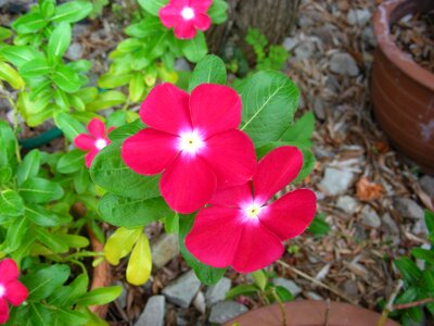 Summer summer flowers vinca