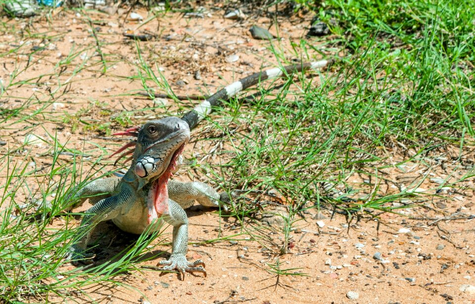 Venezuela nature outside