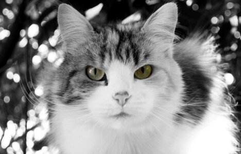 Cat character curiosity