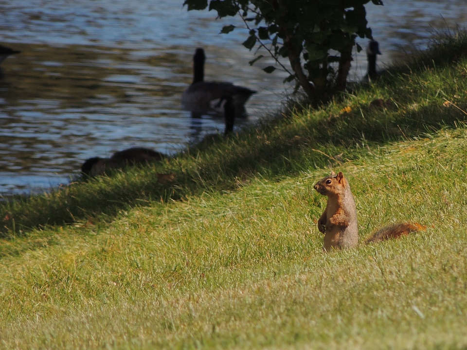 Nature wildlife animal