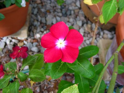 Pink vinca deep pink vinca summer