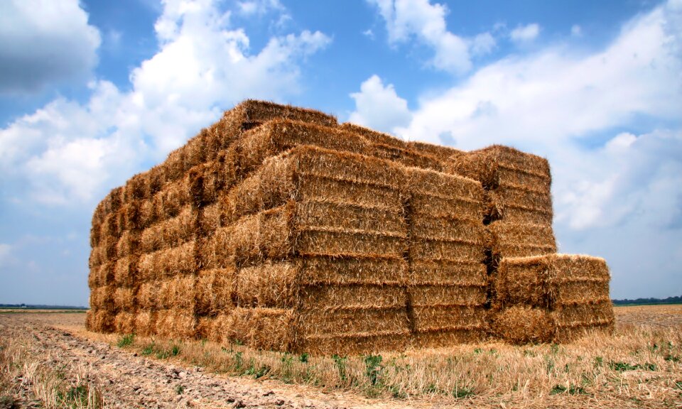 Farm field agriculture