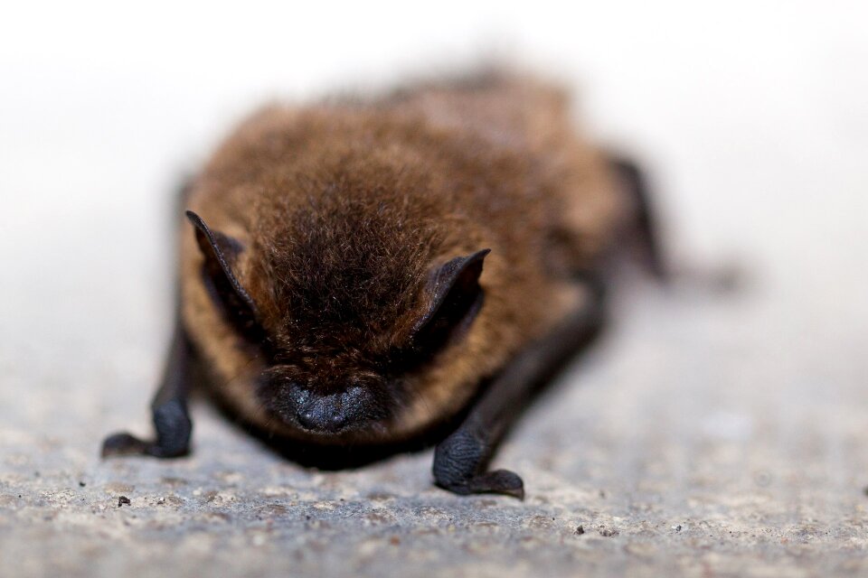 Close-up creature ear