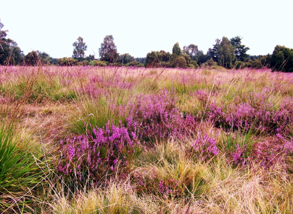 Lüneburg heathland pink