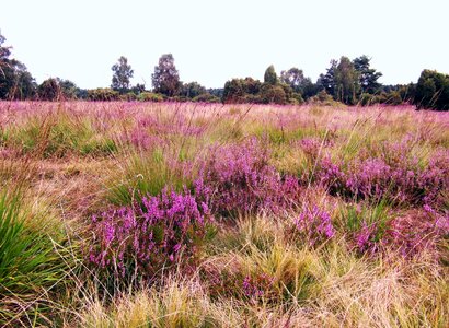 Lüneburg heathland pink photo