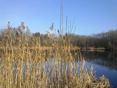 Reed lake mirroring