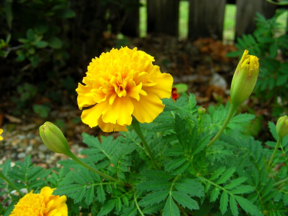 Flowers yellow yellow flowers