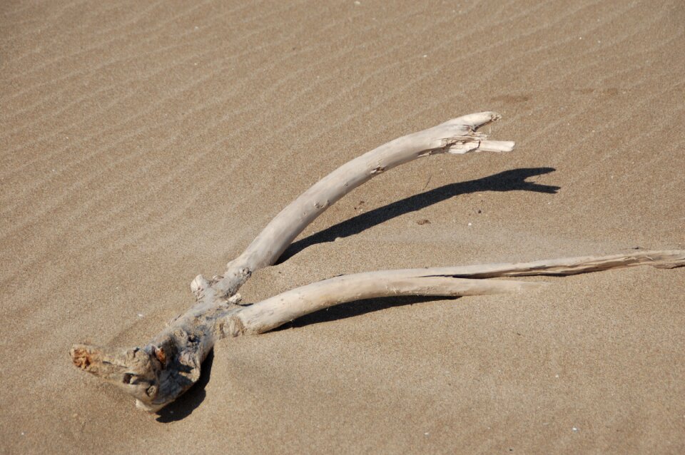Branch sand beige