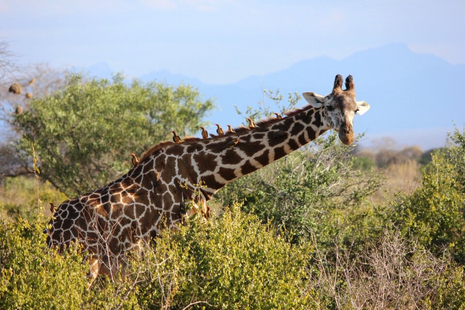 Tsavo safari nature
