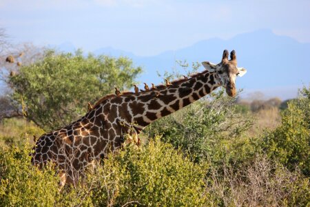 Tsavo safari nature