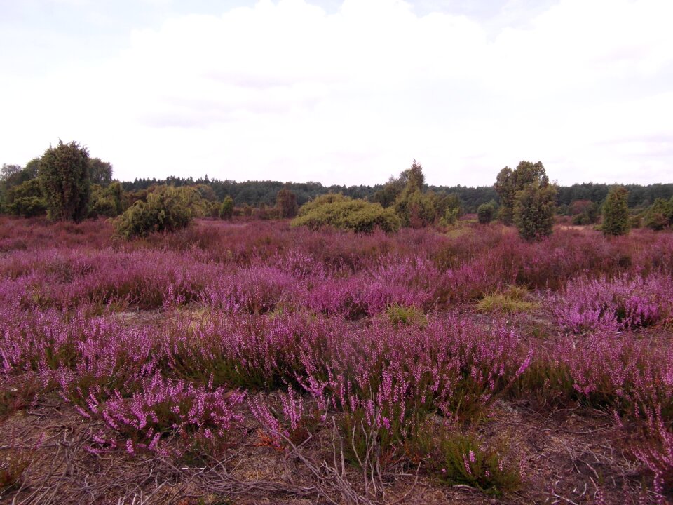 Lüneburg heathland pink