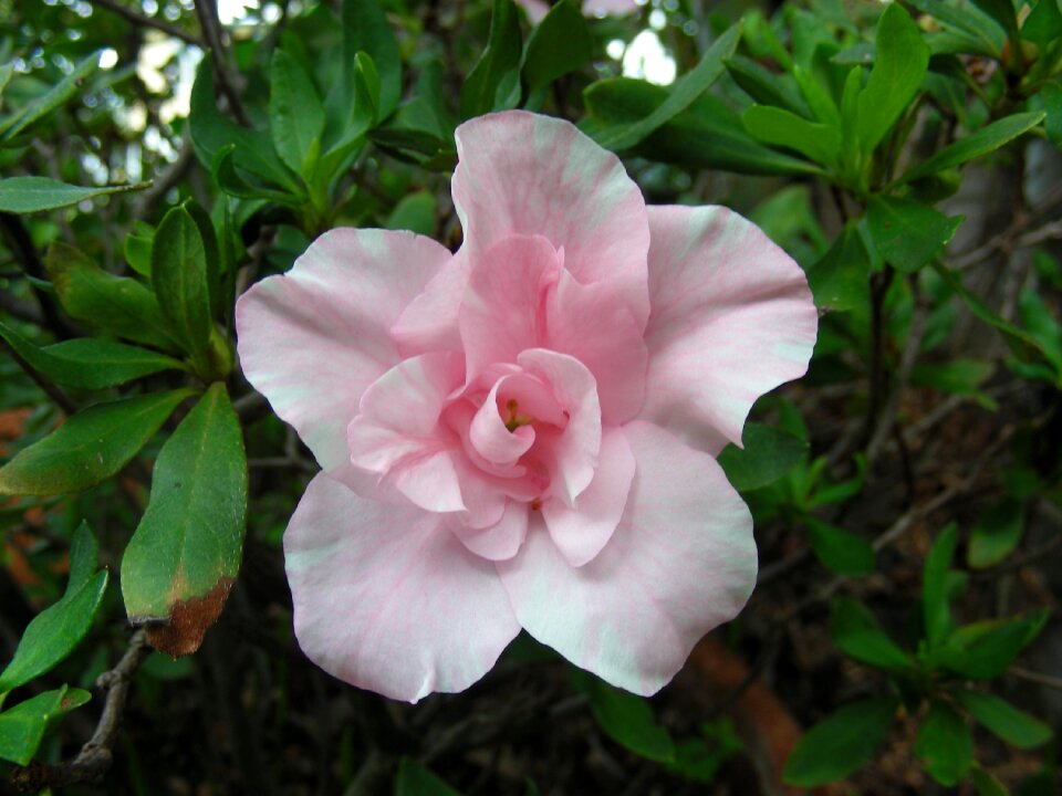 Pink pink flower pink flowers