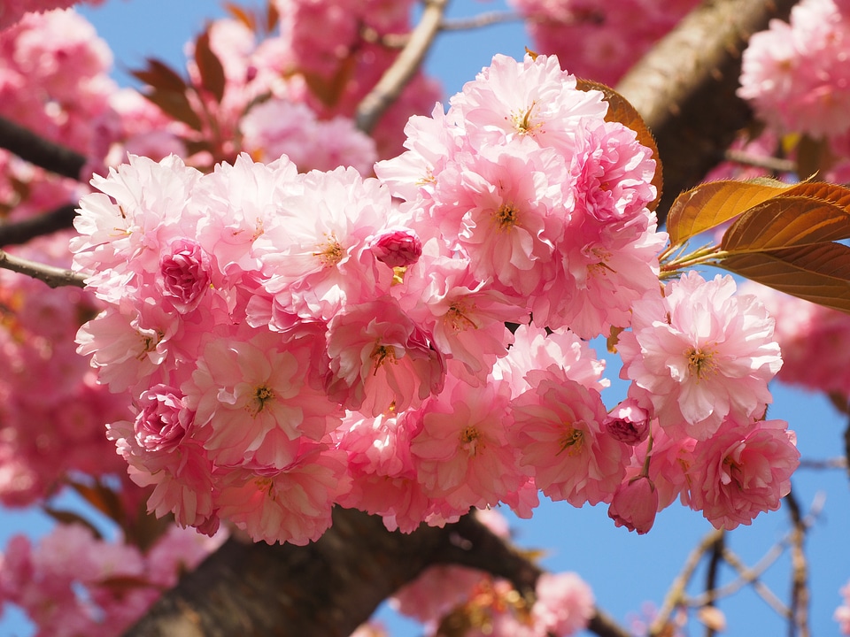 Blossom bloom japanese flowering cherry