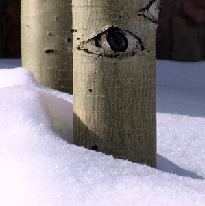 Winter snow forest photo