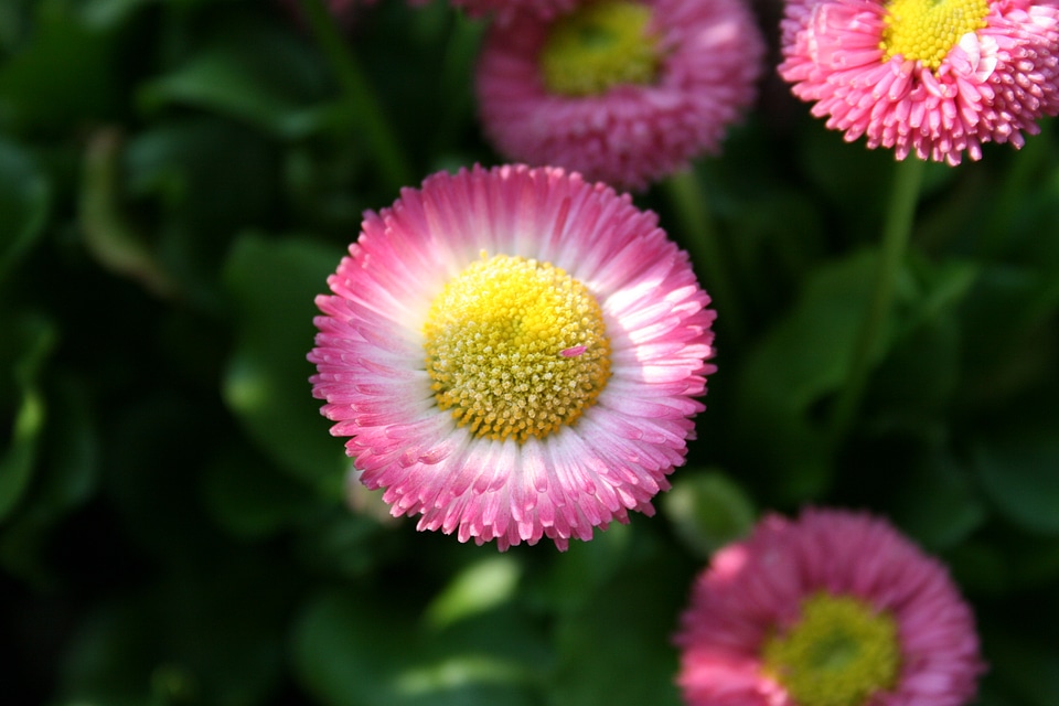 Macro pink pink flower