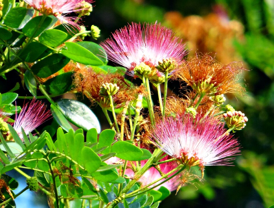 Albizia saman tropical green