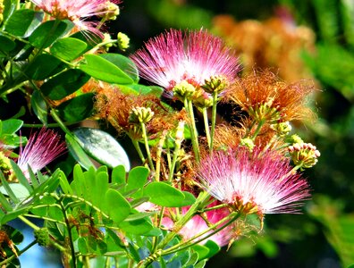 Albizia saman tropical green
