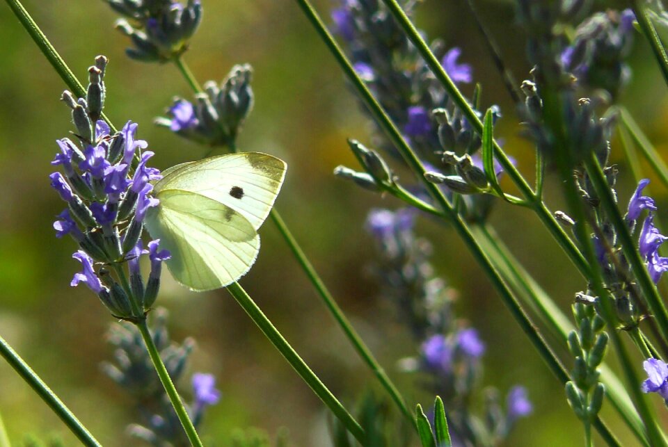 Butterflies fauna nature
