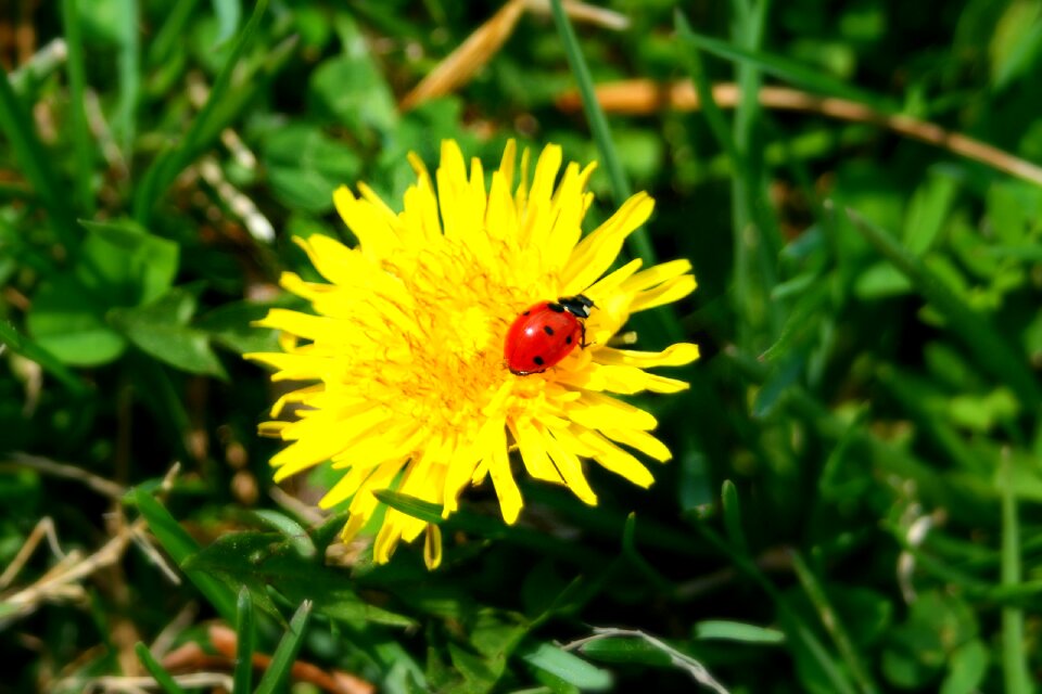 Ladybug insect dandelion