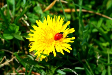 Ladybug insect dandelion
