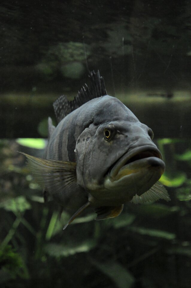 Water aquarium nature