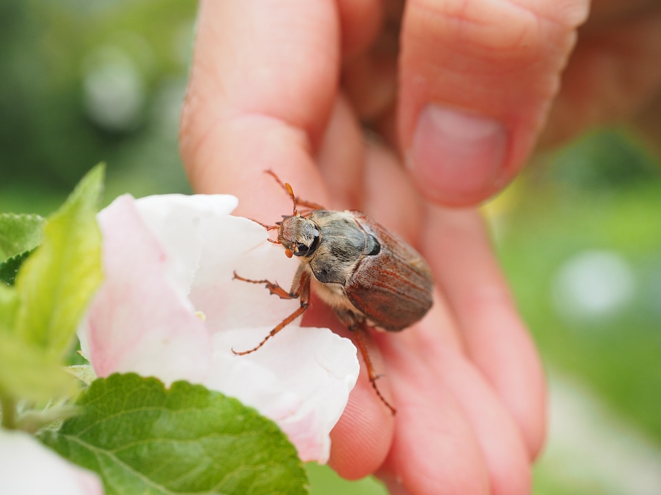 Insect krabbeltier creature