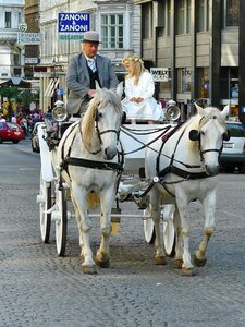 Horses horse horse drawn carriage photo