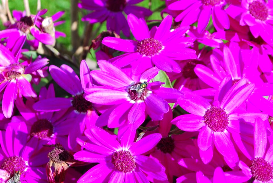 Insect summer nature