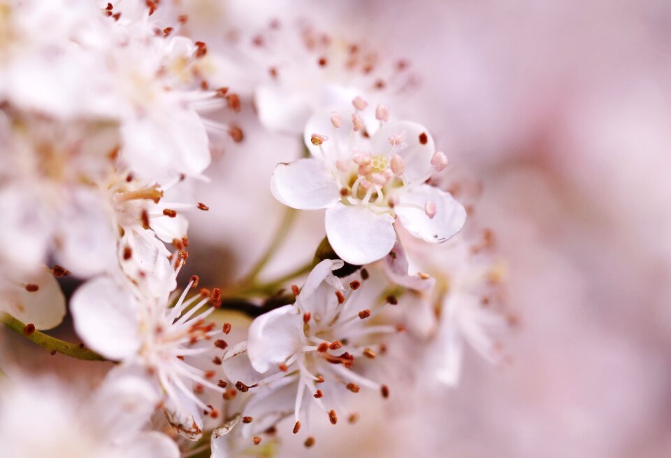 Pink macro garden