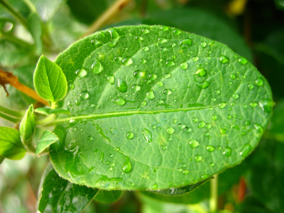 Leaf water plant