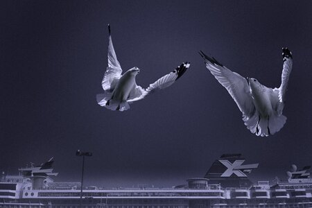 Flight wings ocean