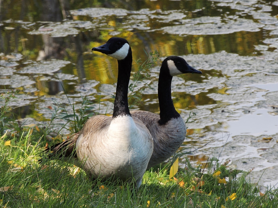 Nature wildlife birds