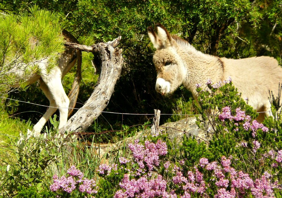 Ears rural beast of burden