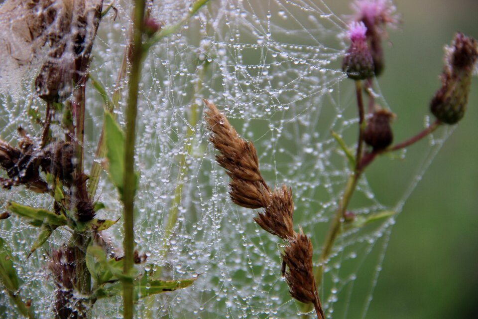 Dew thistle morning