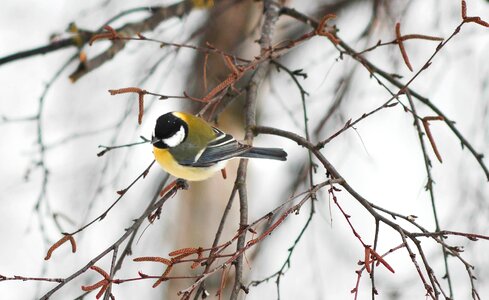 Wildlife white wild