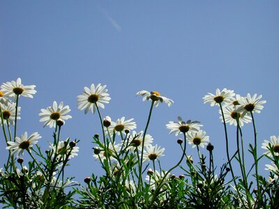 Magariten white plant