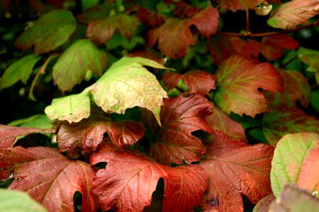 Fall botanical organic photo