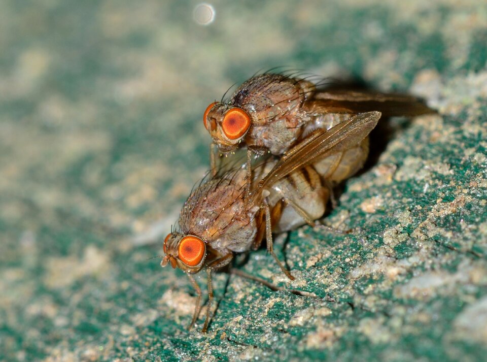 Moscow coupling fly photo