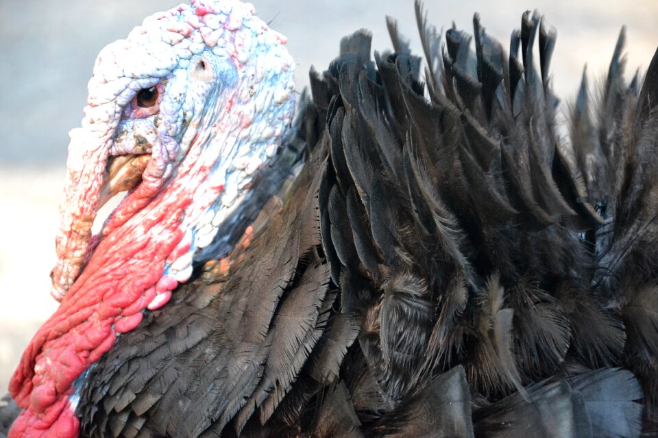 Feathers portrait thanksgiving day