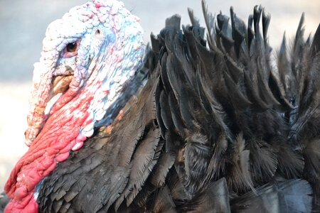 Feathers portrait thanksgiving day