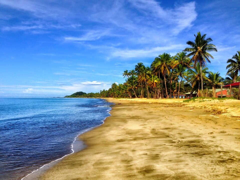 Palm trees tropics sky photo