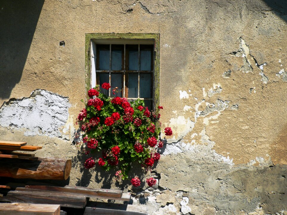 Window flower plant