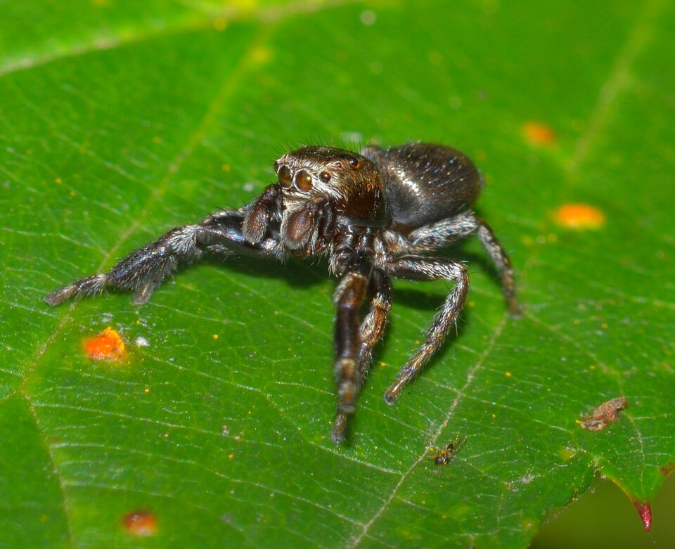 Spider predator macro photo