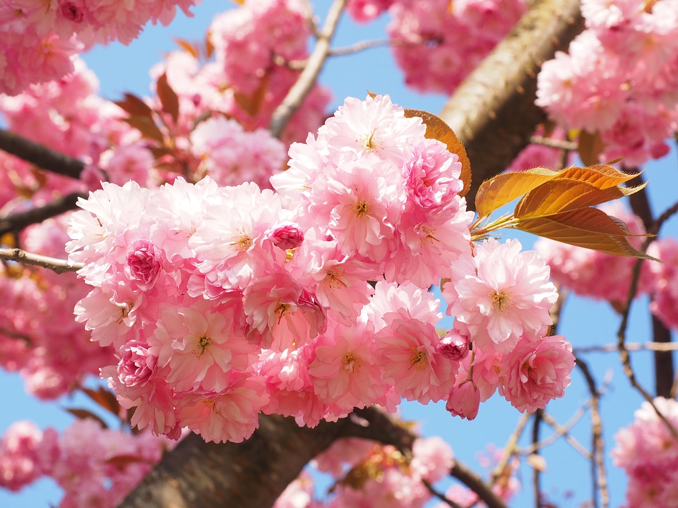 Blossom bloom japanese flowering cherry