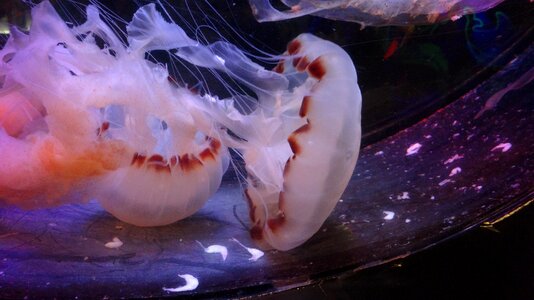 Jellyfish aquarium malaysia photo