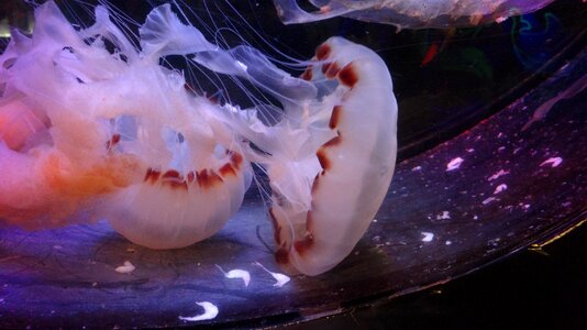 Jellyfish aquarium malaysia