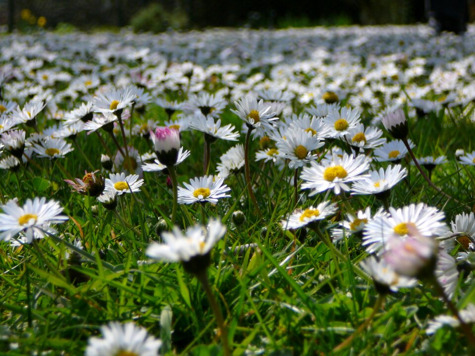 Meadow spring nature