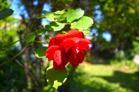 Natural blossom bloom