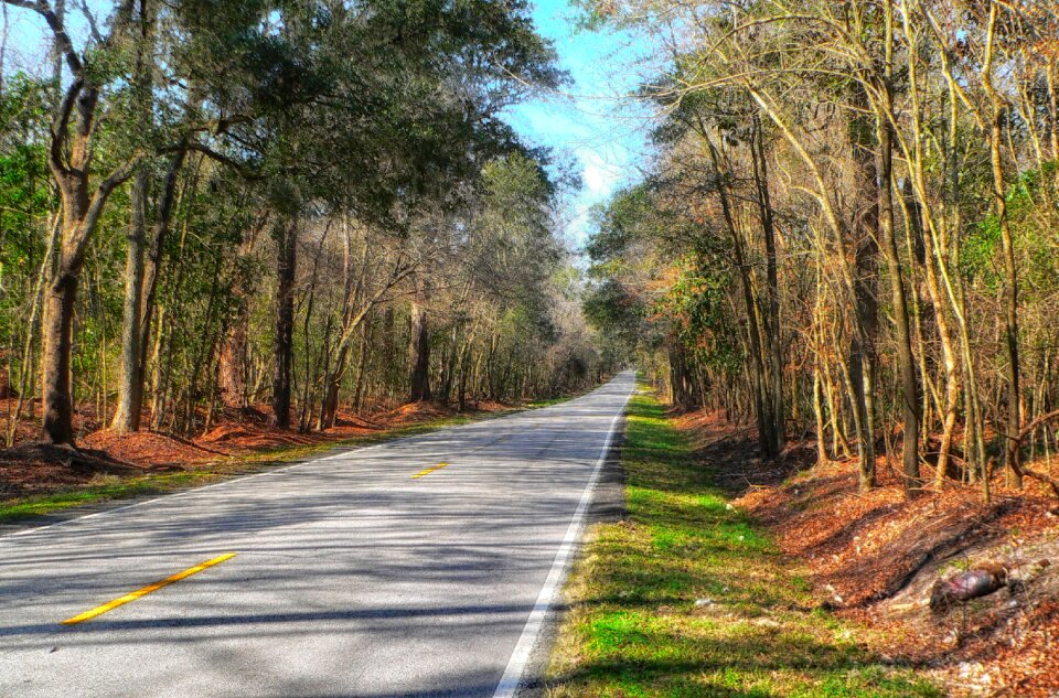 Road highway forest
