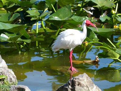 Nature bird birding photo